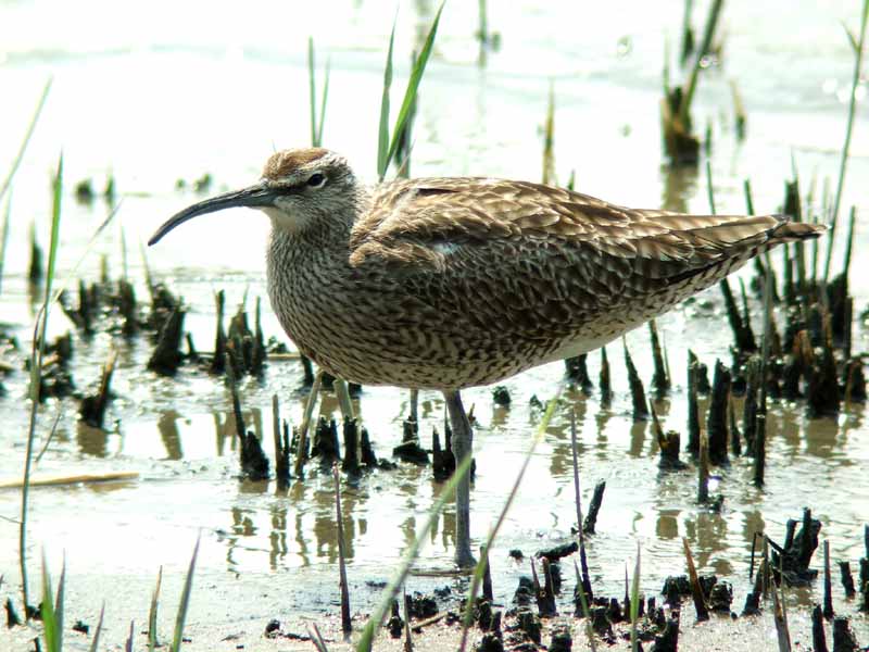 DSCF0172 Whimbrel.jpg