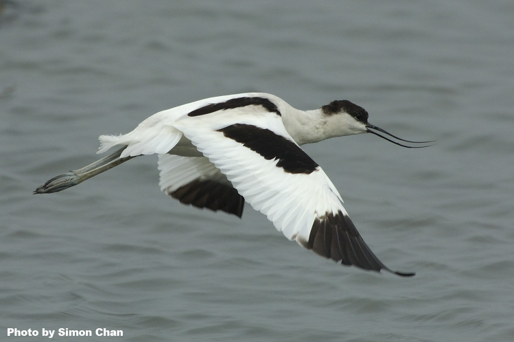 Pied Avocet_2.jpg