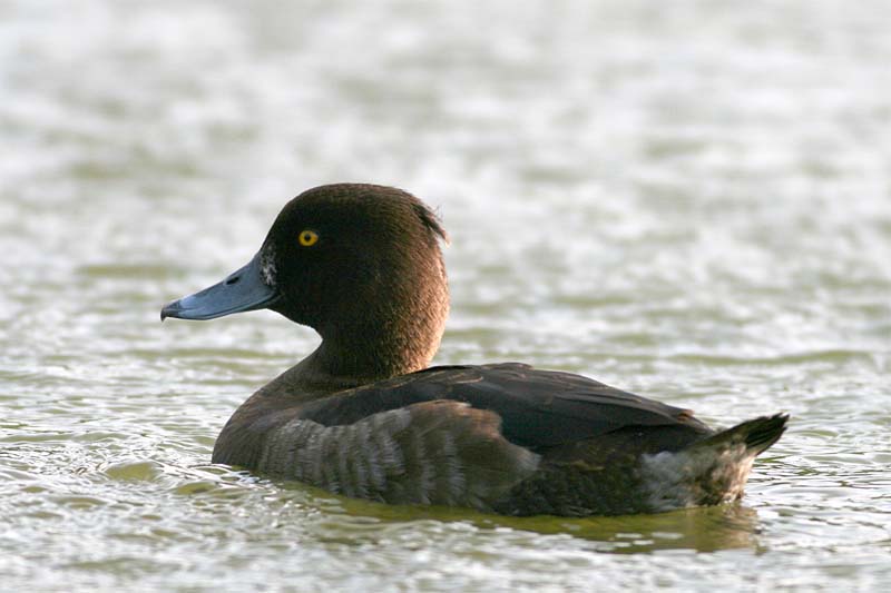 tufted duck female.jpg