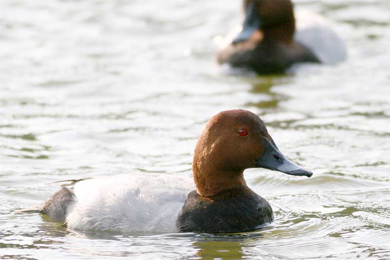 Common  Pochard male.jpg