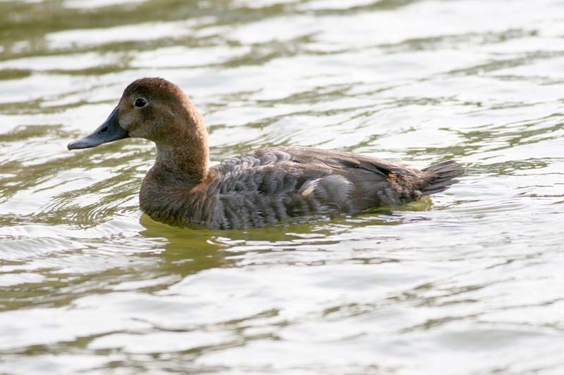 IMG_0398 Common  Pochard female.jpg