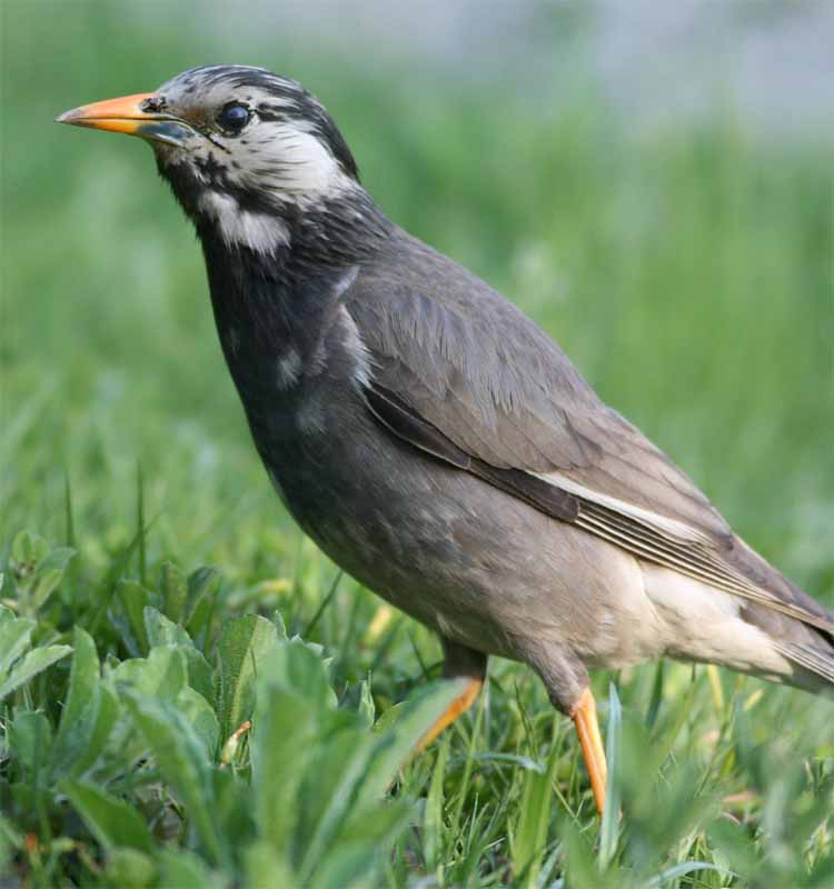 White-cheeked Starling.jpg