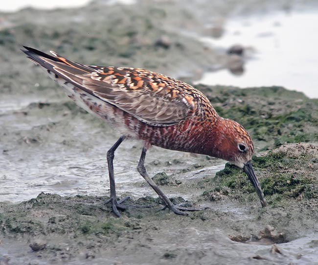 curlew sandpiper.breed.feed.nware DSCN2570.jpg