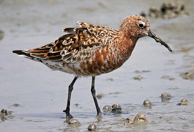 curlew sandpiper.breed.feedDSCN2520.jpg