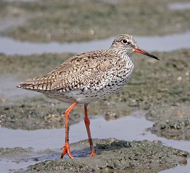 redshank.breed DSCN2497.jpg