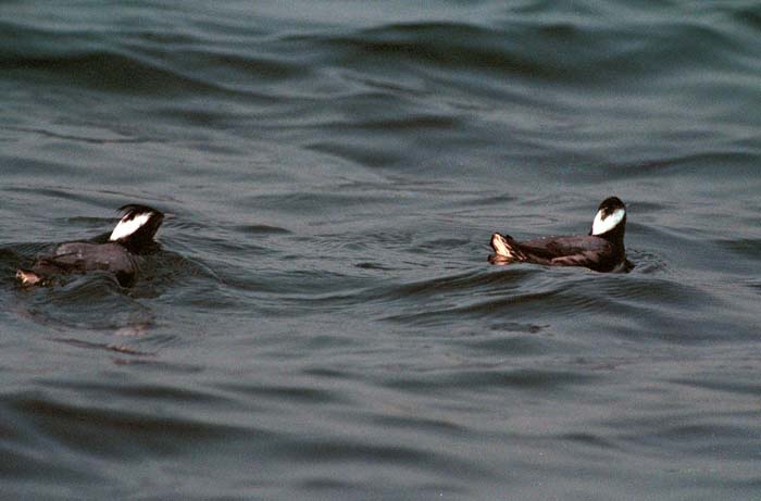 Japanese Murrelet 4.jpg