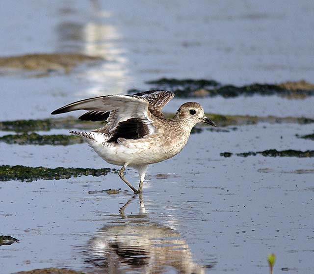 grey plover.wings DSCN1565.jpg