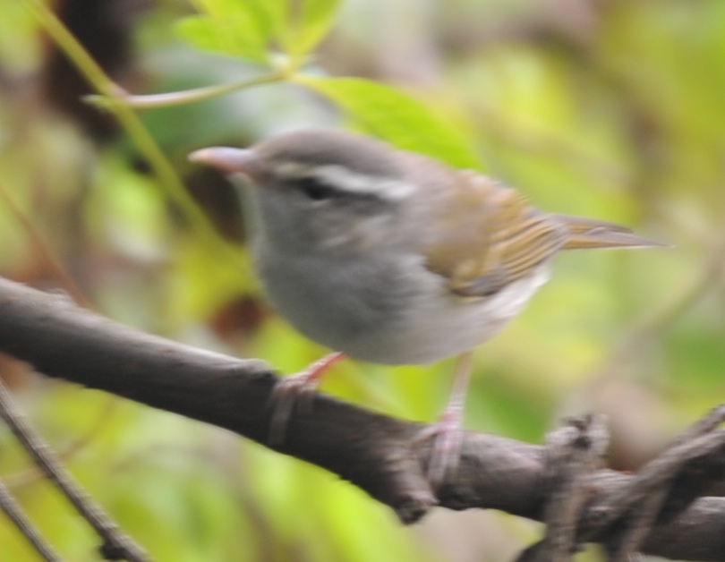 warbler id.jpg