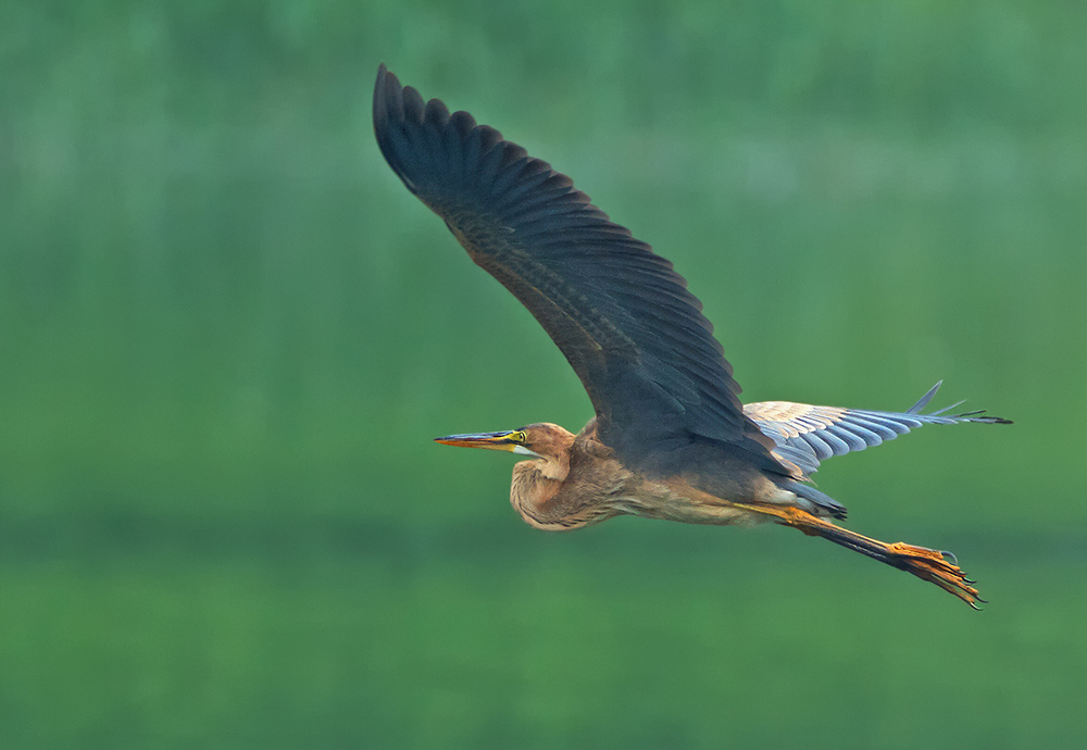 Purple-Heron-1.jpg