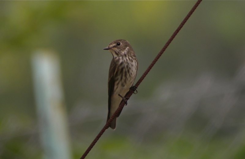 DSCN7864 Grey-streaked Flycatcher bf.jpg