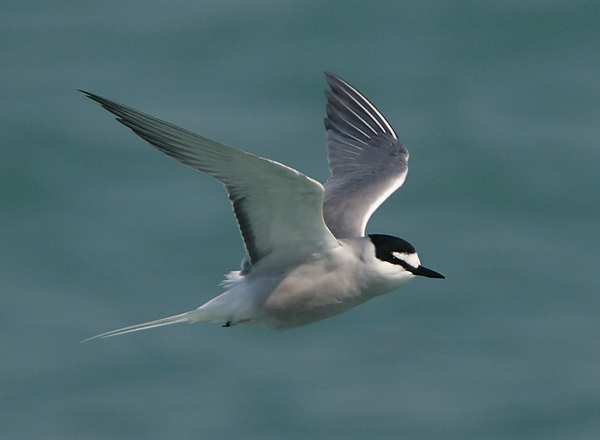 Aleutian Tern by John Holmes