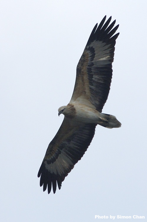 White-bellied Sea Eagle_2.jpg