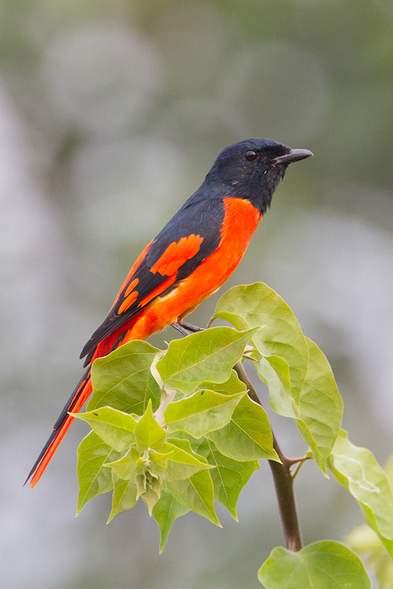 Scarlet-minivet-3.jpg