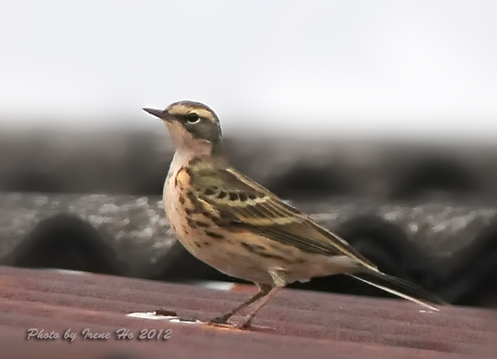 Rosy Pipit 2.jpg