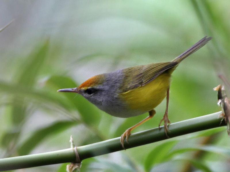 IMG_1443s mountain tailorbird.jpg