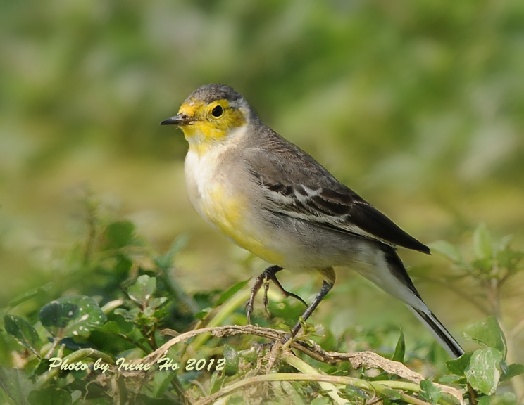 Citrine Wagtail 1.jpg