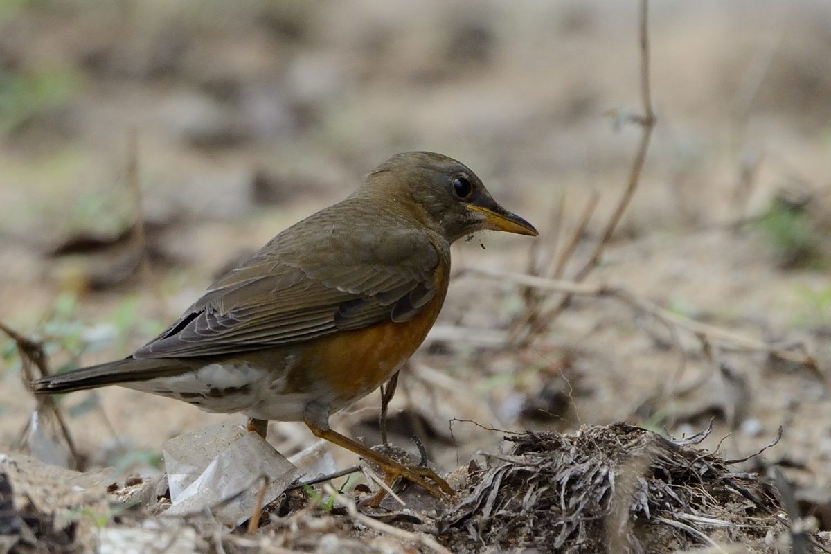 20121208Brown-headed Thrush_PT_8375s.jpg