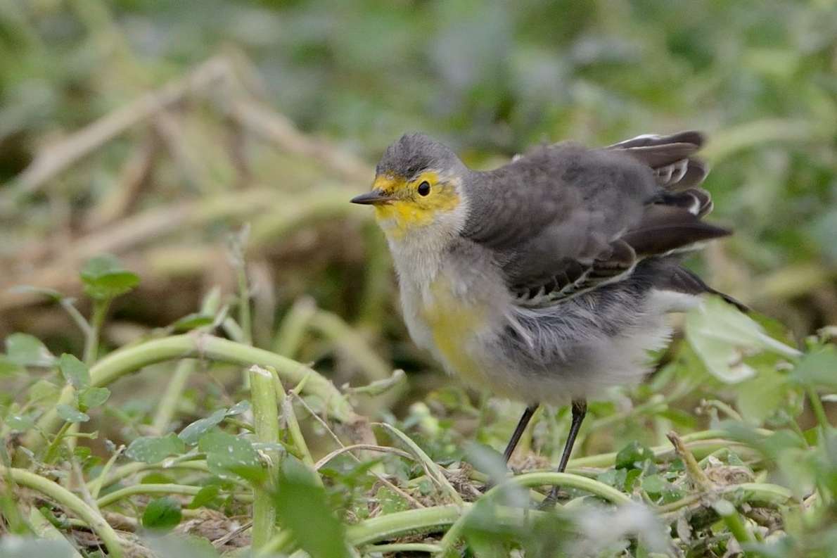 20121210Citrine Wagtail_LV_1837ss.jpg