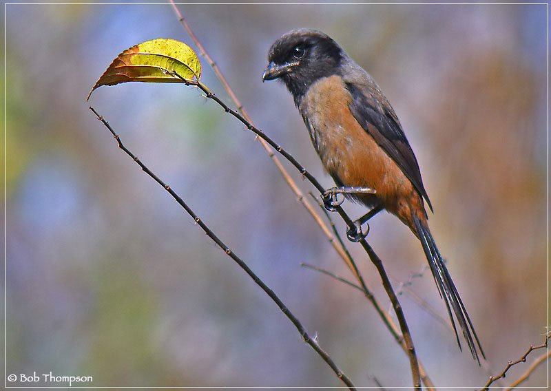 Long-tailed Shrike.jpg