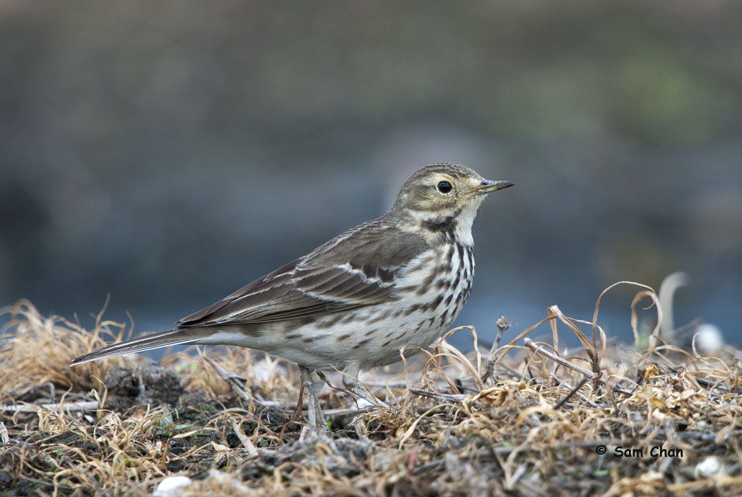 Buff-bellied Pipit 黃腹鷚 DSC_0076s.jpg