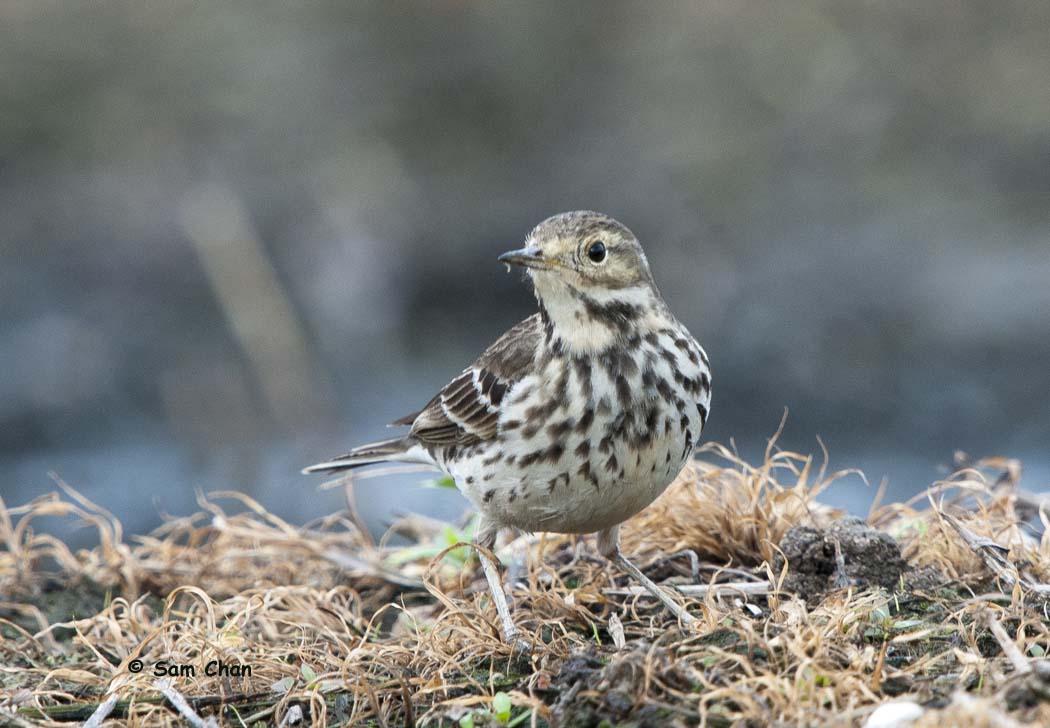 Buff-bellied Pipit 黃腹鷚 DSC_0120s.jpg