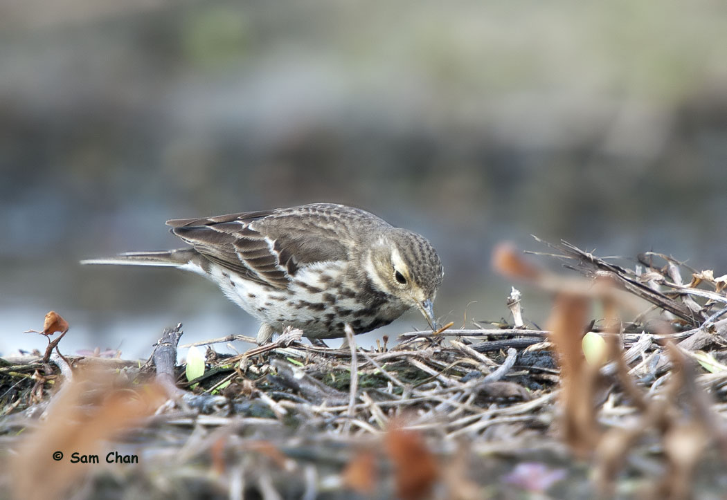 Buff-bellied Pipit 黃腹鷚 DSC_9980s.jpg