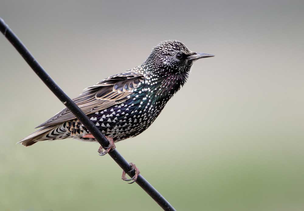 _37E5613eurasian-starling.jpg