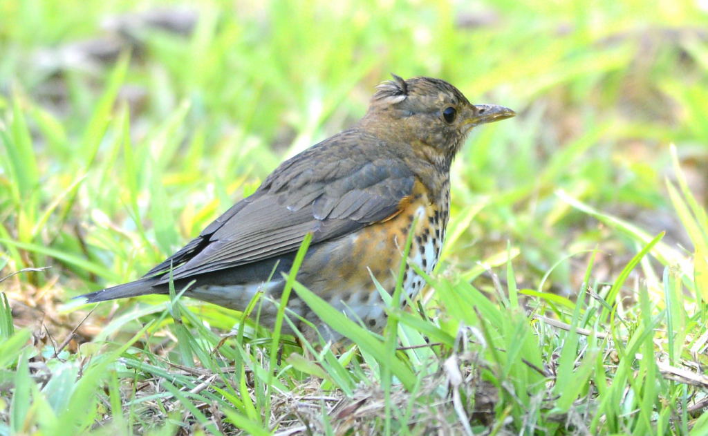 DSC_38800001.JPG
