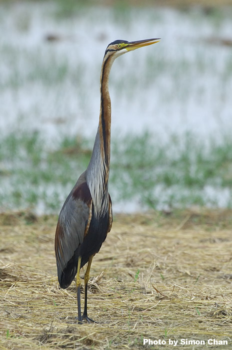 Purple Heron_2.jpg