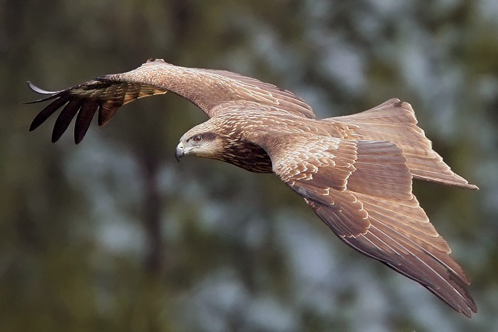 kite_close_up_1_845x.jpg