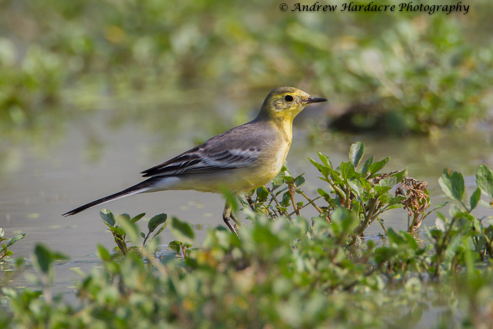 Citrine Wagtail.jpg