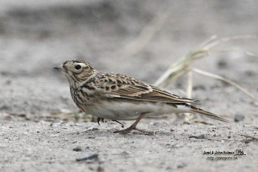 Eurasian_Skylark_jjh02.jpg