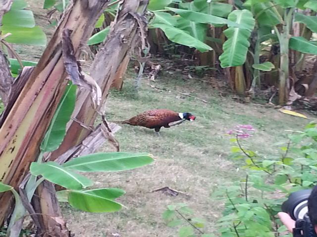 Male Common Pheasant (2).jpg