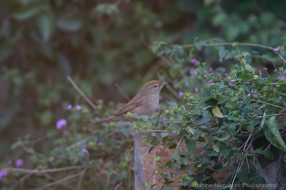 Japanese Bush Warbler.jpg