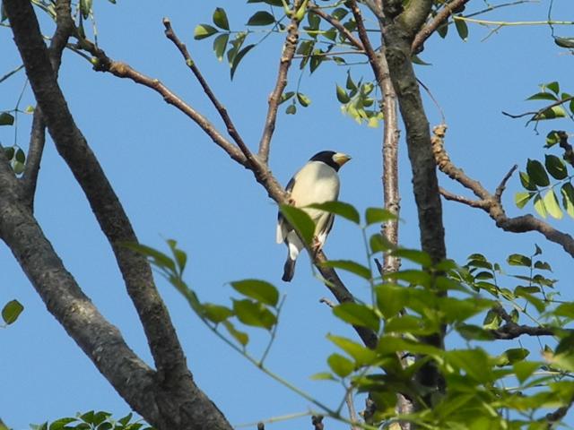 Yellow-Billed Grosbeak (1).jpg