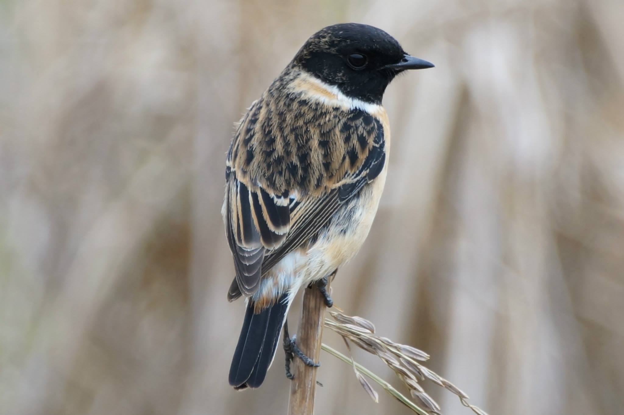 Stonechat.jpg