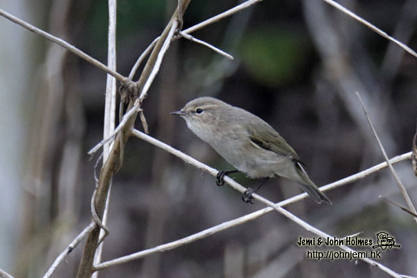 Chiffchaff_jjholmes_a.jpg