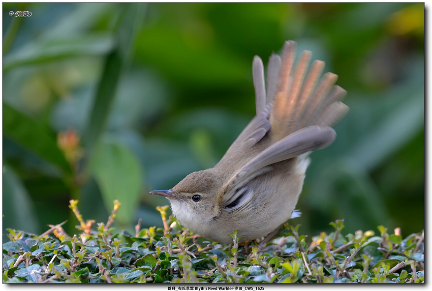 鶯科_布氏葦鶯 Blyth's Reed Warbler-沙田_CWS_1625a.jpg