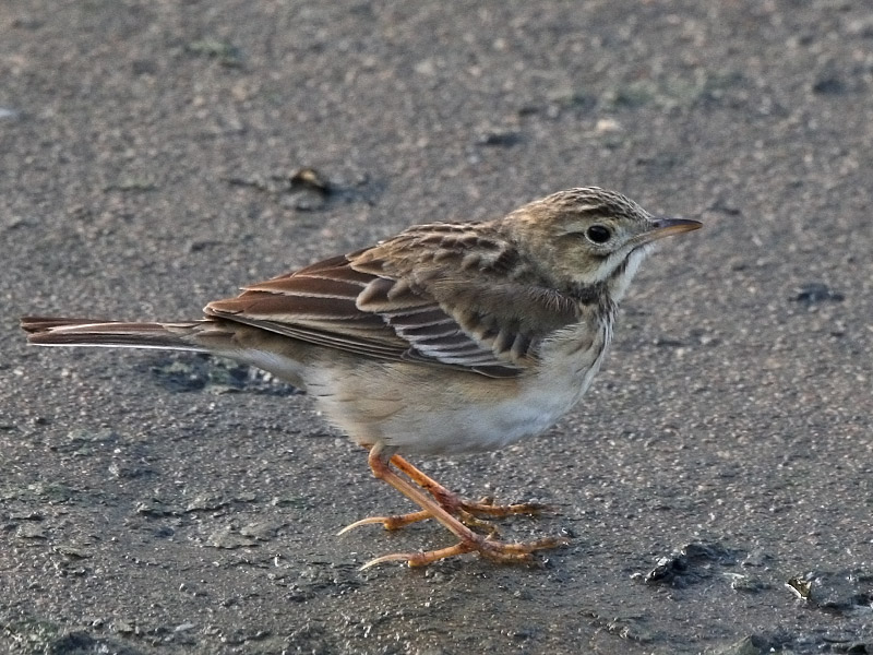 IMGL3664a Blyth's Pipit.jpg