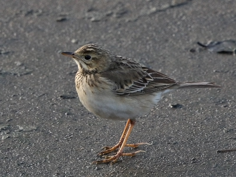 IMGL3671 Blyth's Pipit.JPG