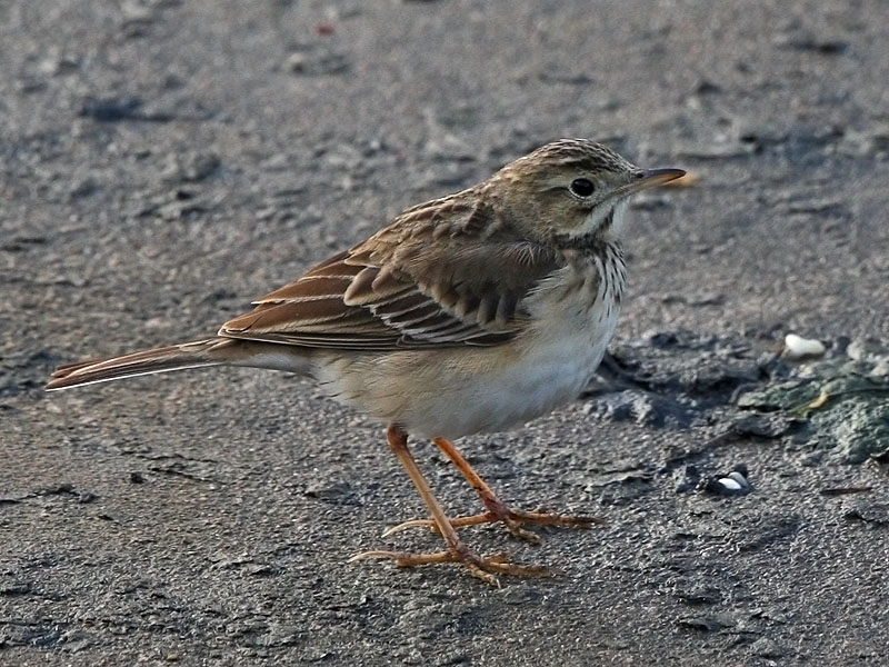 IMGL3697a Blyth's Pipit.jpg