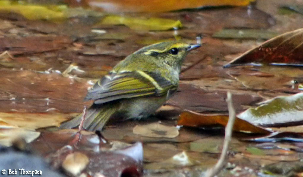 P1090146bird.jpg