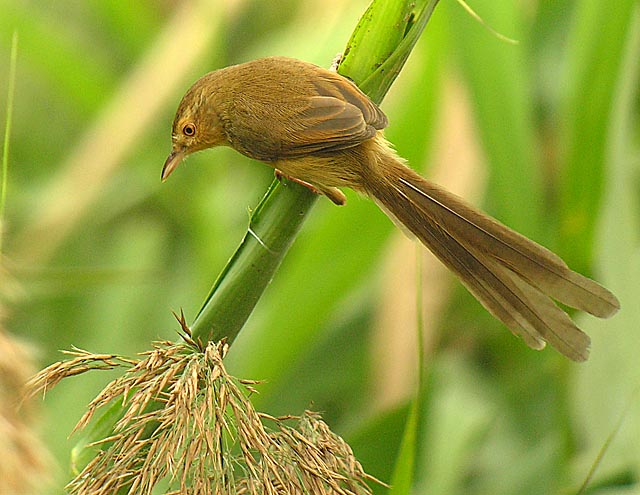 plain prinia DSCN2478.jpg