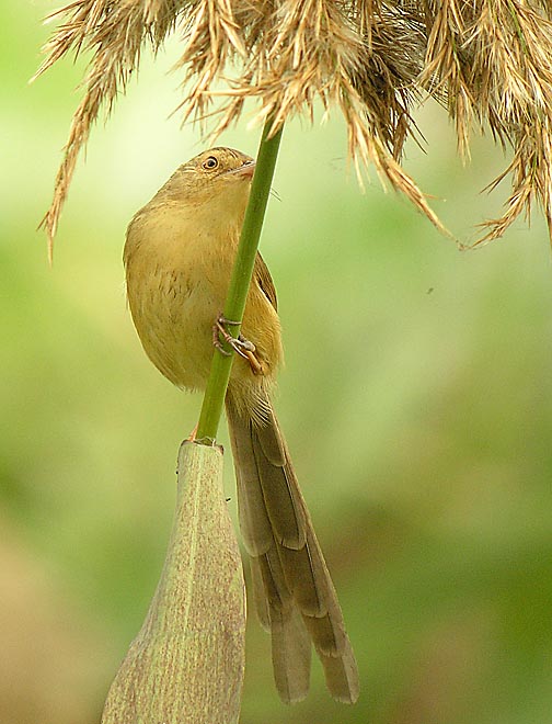 plain prinia DSCN2467.jpg