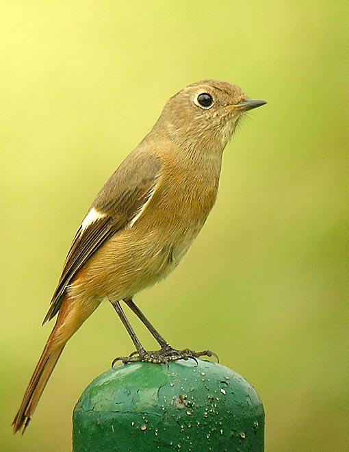 daurian redstart.femDSCN2455.jpg