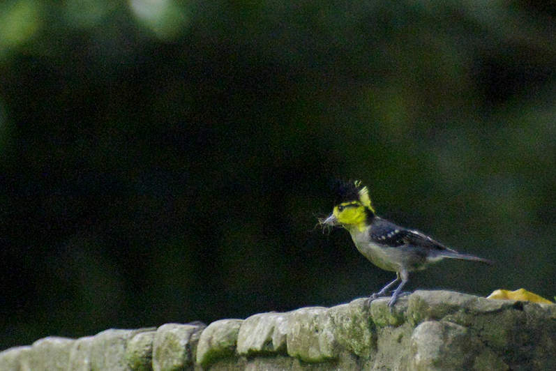 IMGP7787 yellow-cheeked tit 1_副本.jpg