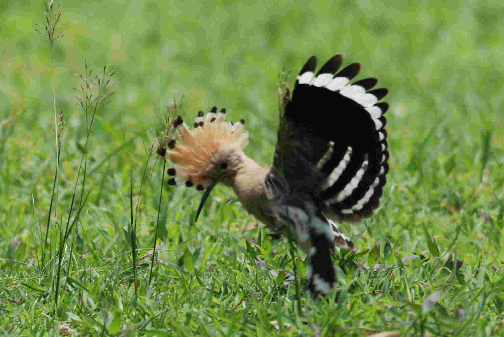 Eurasian Hoopoe (B).jpg