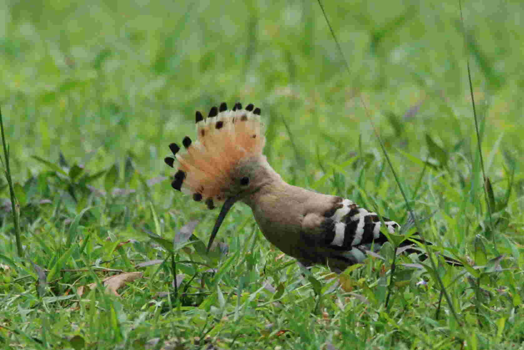 Eurasian Hoopoe (C).jpg