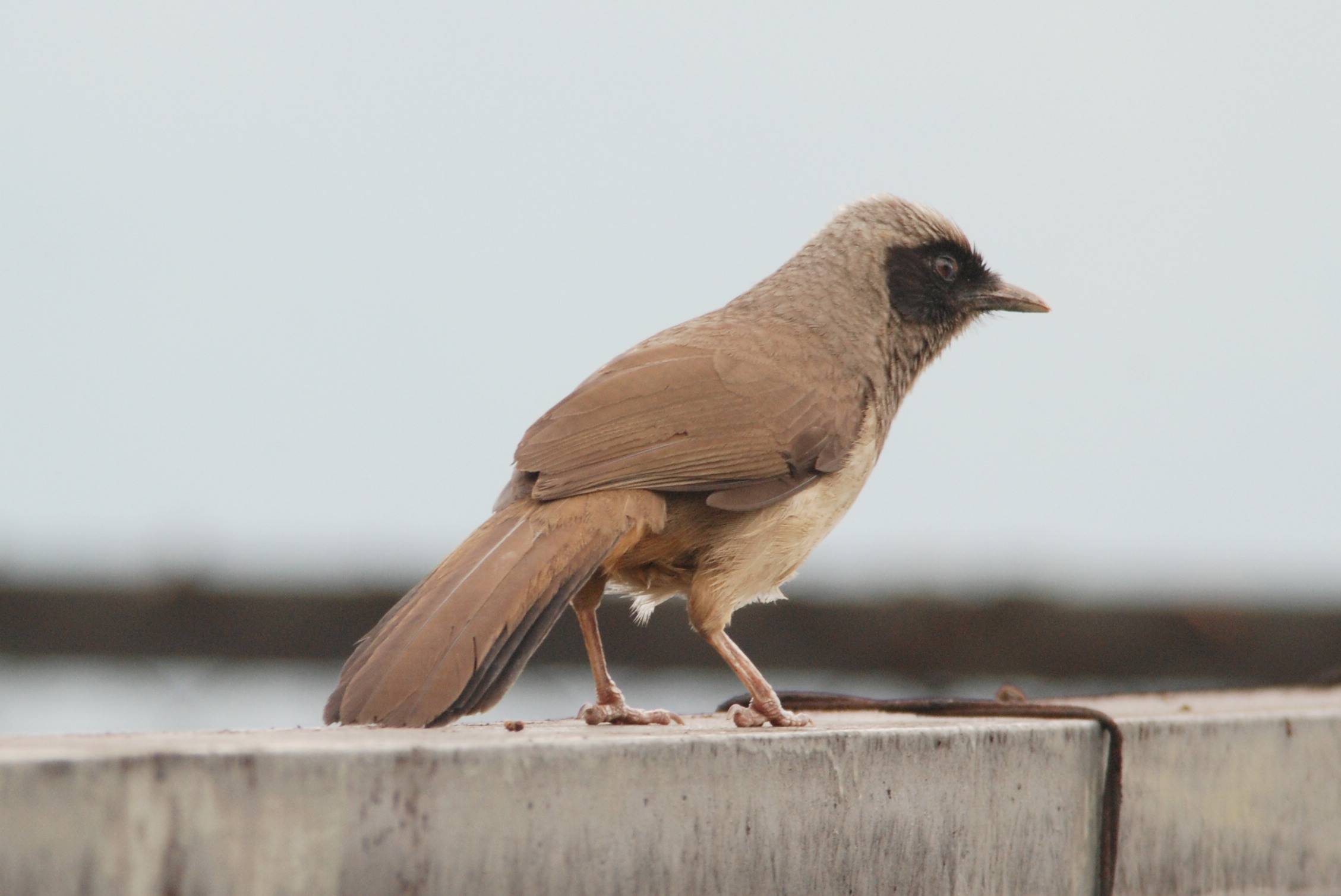 Masked Laughingthrush.jpg