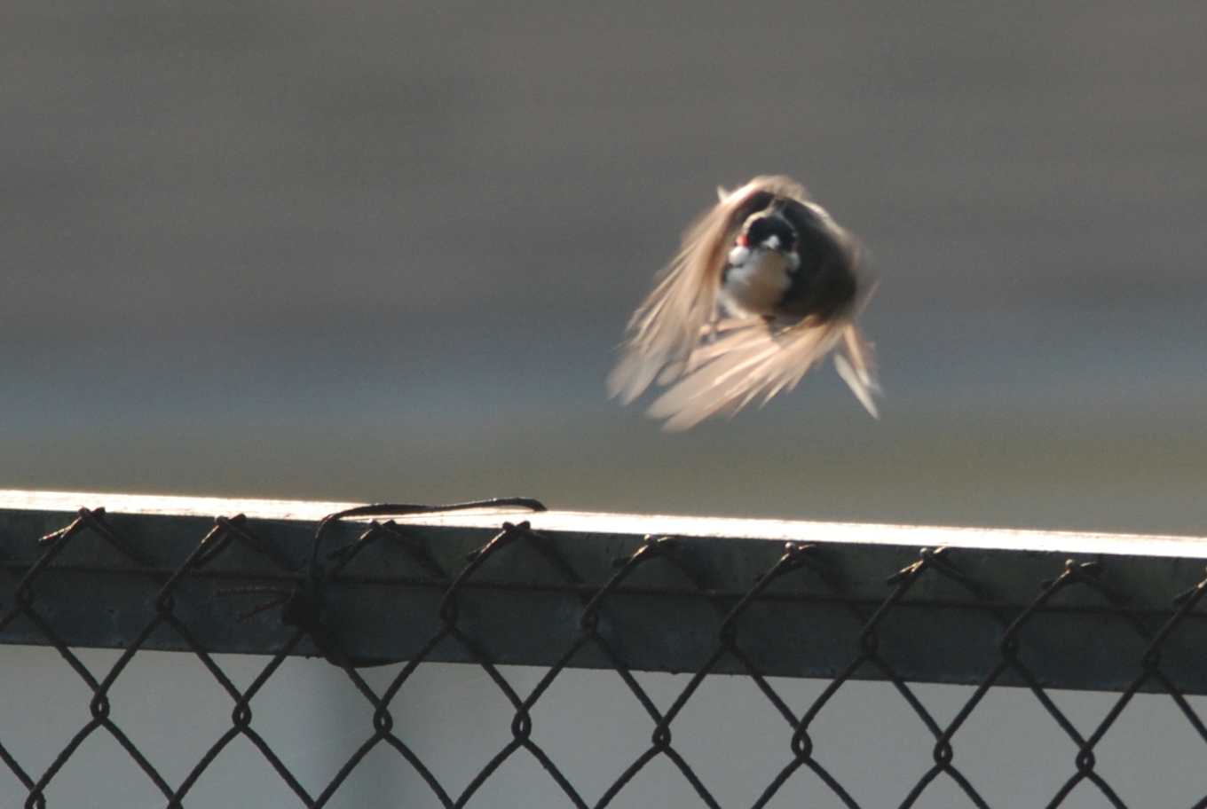 Red-whiskered Bulbul.jpg